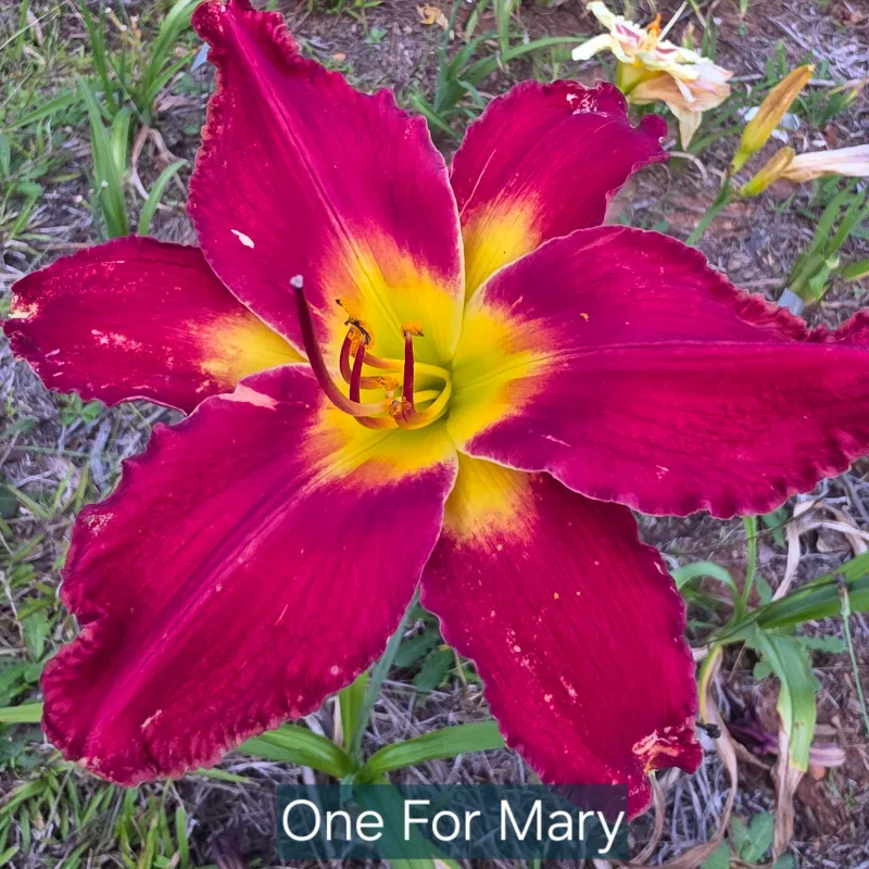 One for Mary from PlantFancyGardens, LLC