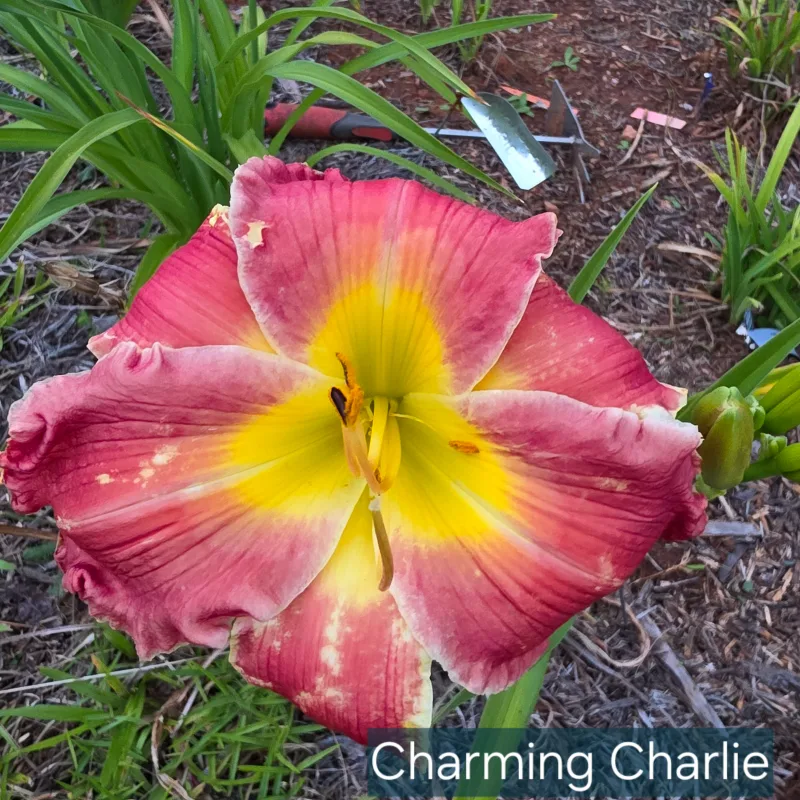 Charming Charlie catalog image