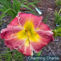 Charming Charlie catalog image