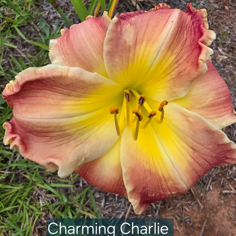 Charming Charlie from PlantFancyGardens, LLC