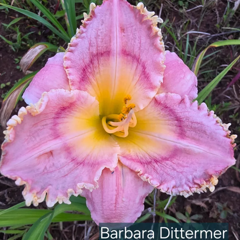 Barbara Dittmer