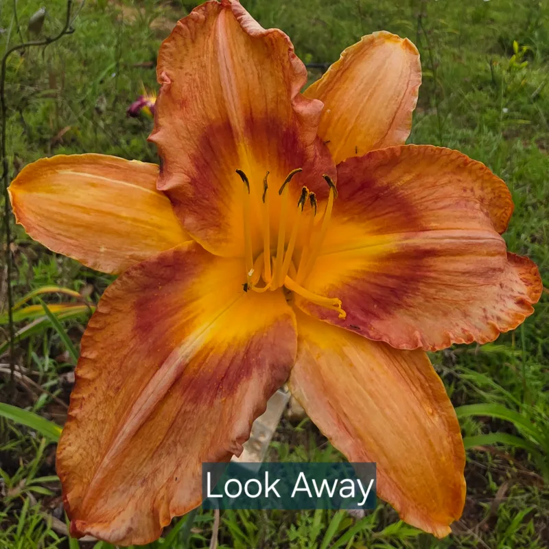 Look Away