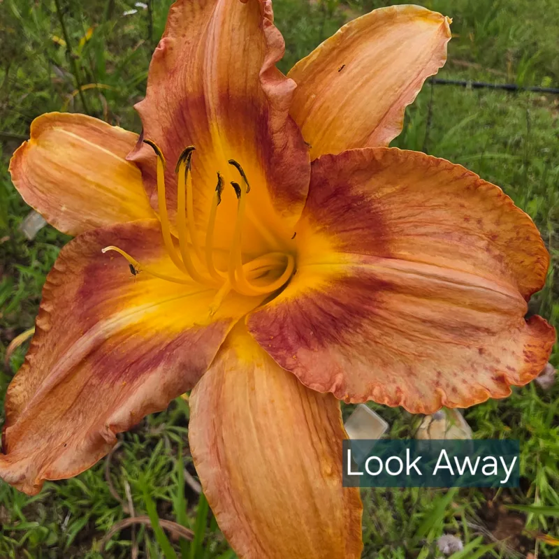 Look Away from PlantFancyGardens, LLC