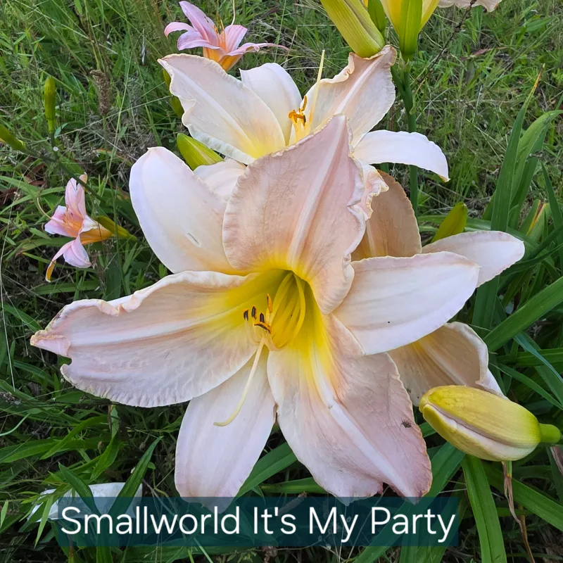 Small World It's My Party daylily bloom