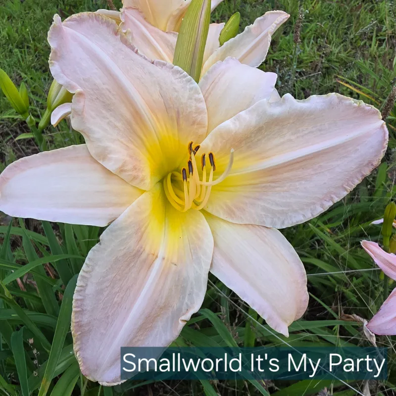 Small World It's My Party from PlantFancyGardens, LLC