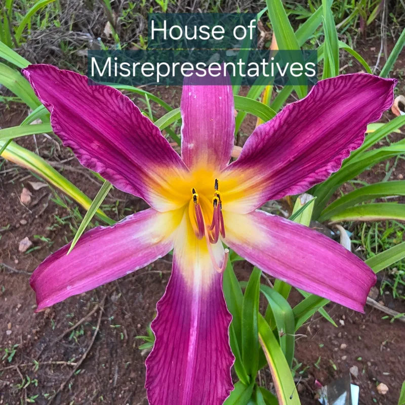 House of Misrepresentatives