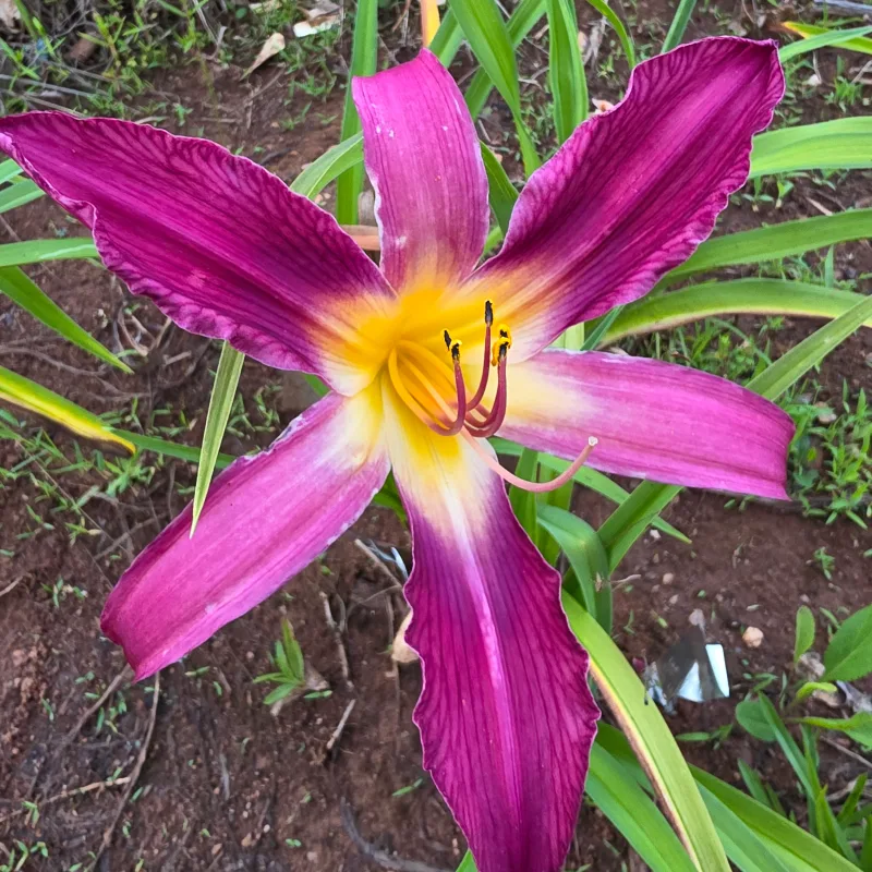 House of Misrepresentatives from PlantFancyGardens, LLC