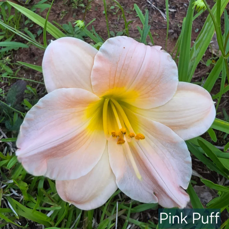 Pink Puff