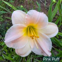 Pink Puff catalog image