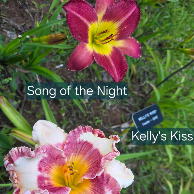Song of the Night from PlantFancyGardens, LLC