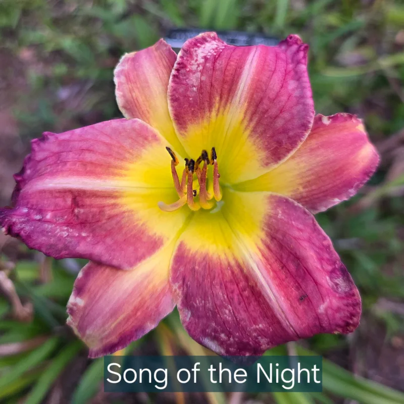 Song of the Night from PlantFancyGardens, LLC