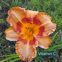 Vitamin C catalog image