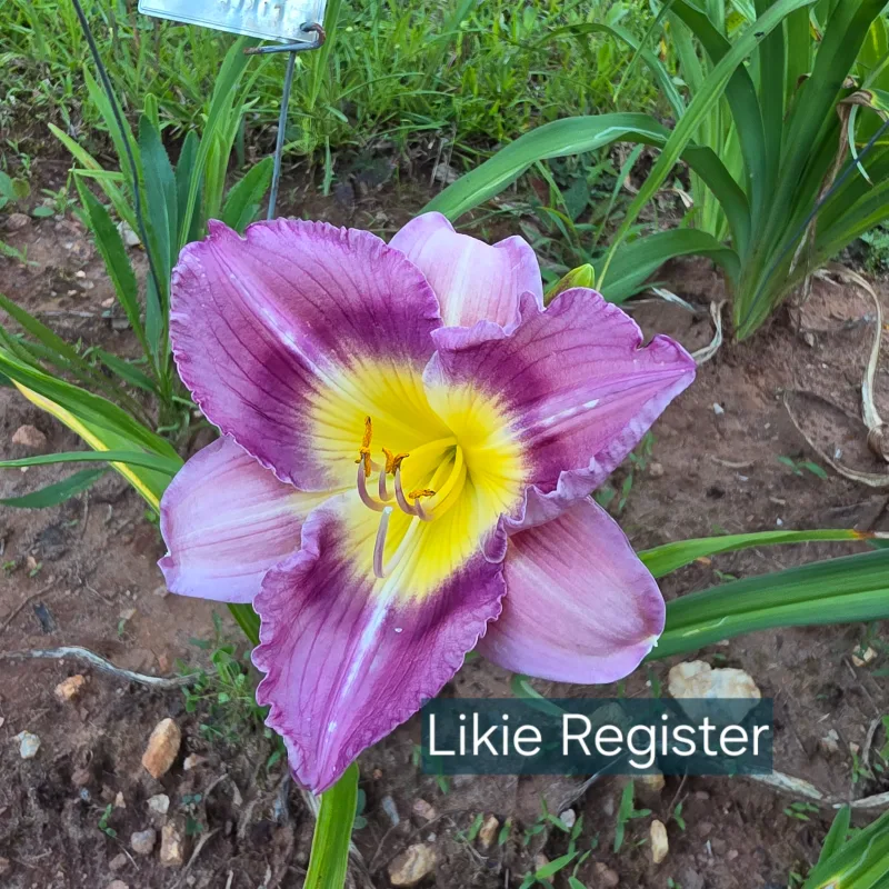 Likie Register