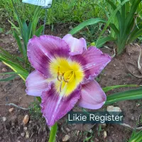 Likie Register catalog image