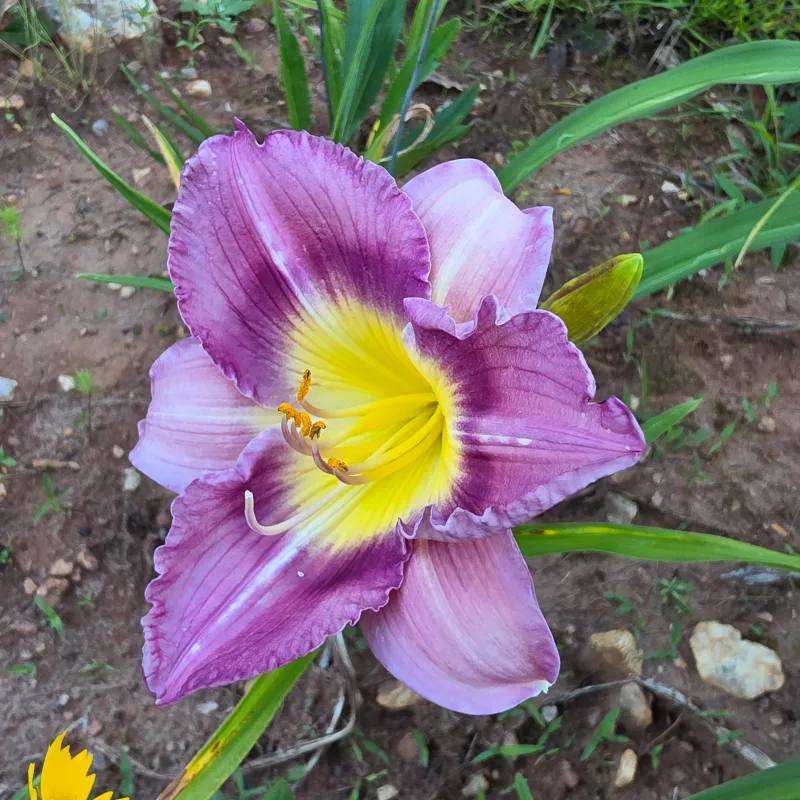 Likie Register from PlantFancyGardens, LLC