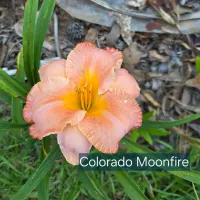 Colorado Moonfire catalog image