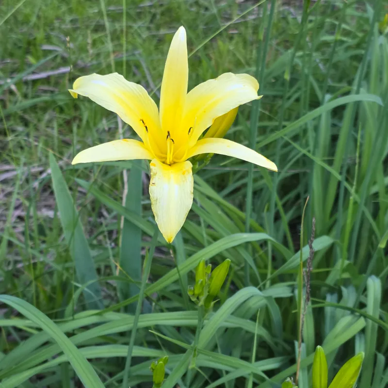 Hemerocallis lilioasphodelus