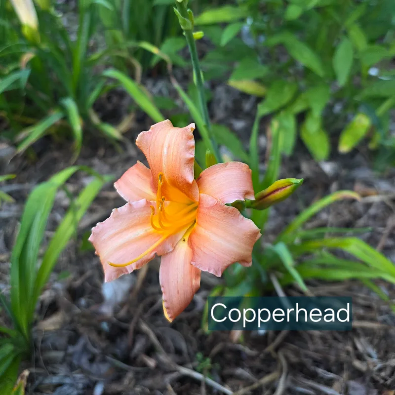 Copperhead from PlantFancyGardens, LLC