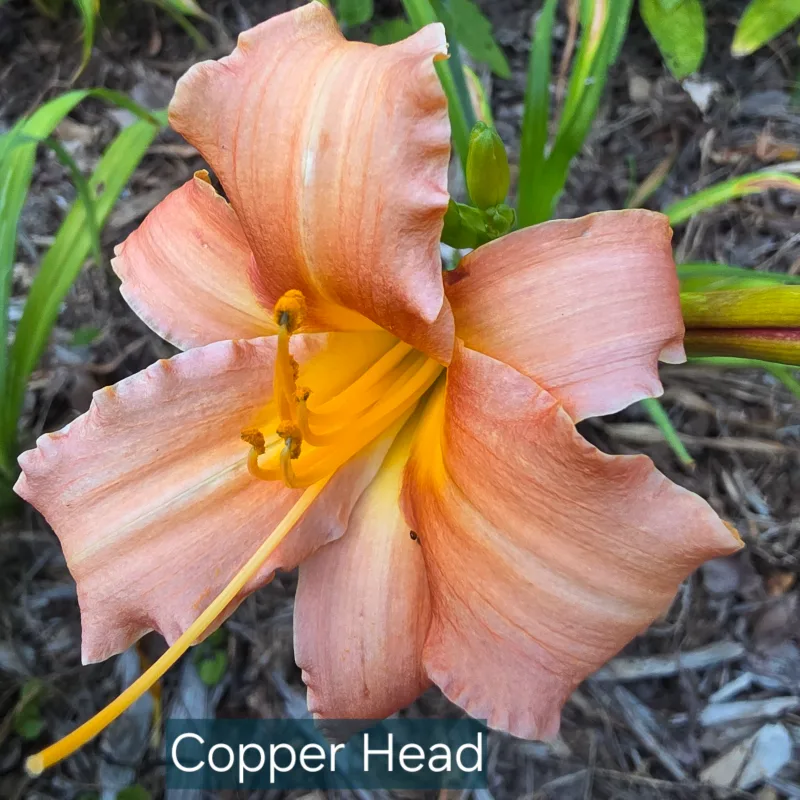 Copperhead