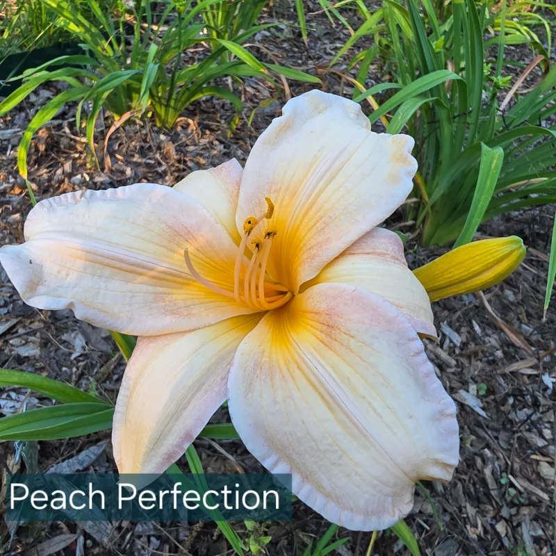 Peach Perfection