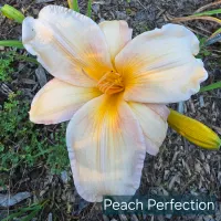 Peach Perfection thumbnail