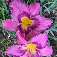 A Taste of Asheville catalog image