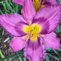 A Taste of Asheville catalog image