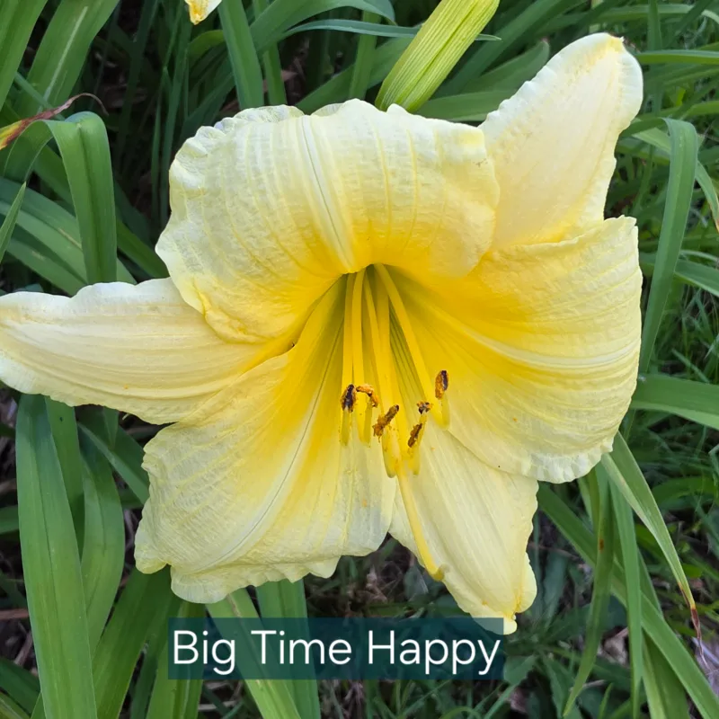 Big Time Happy catalog image