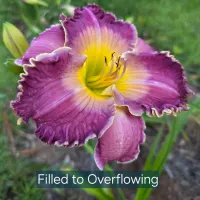 Filled to Overflowing catalog image