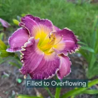 Filled to Overflowing catalog image