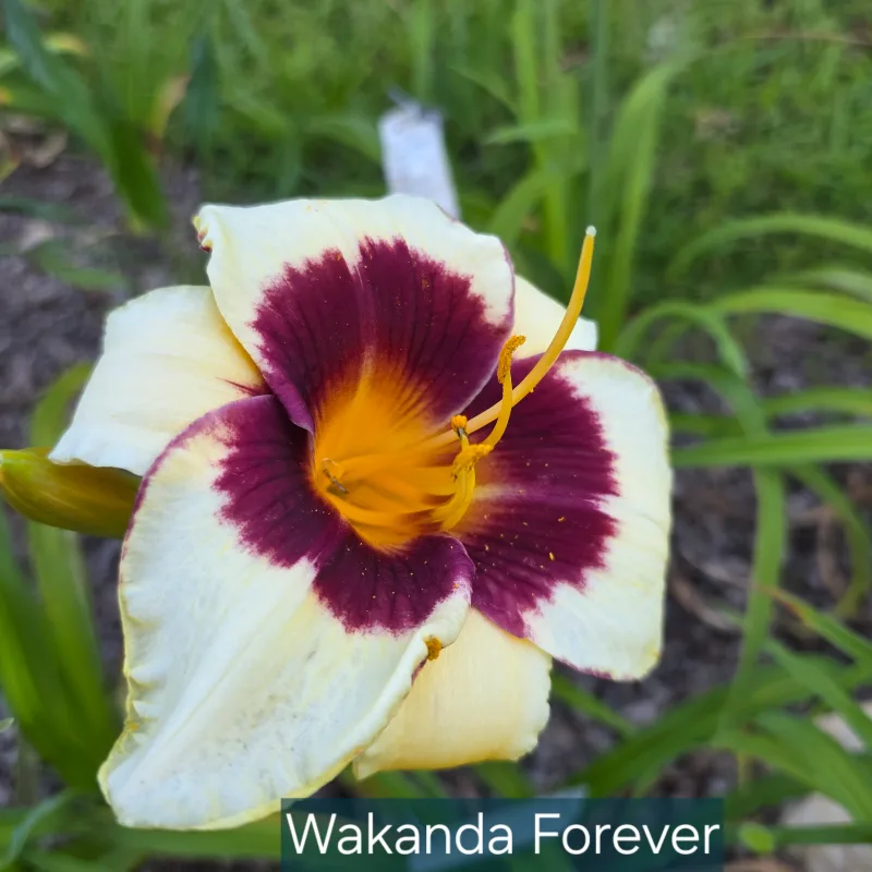 Wakanda Forever catalog image