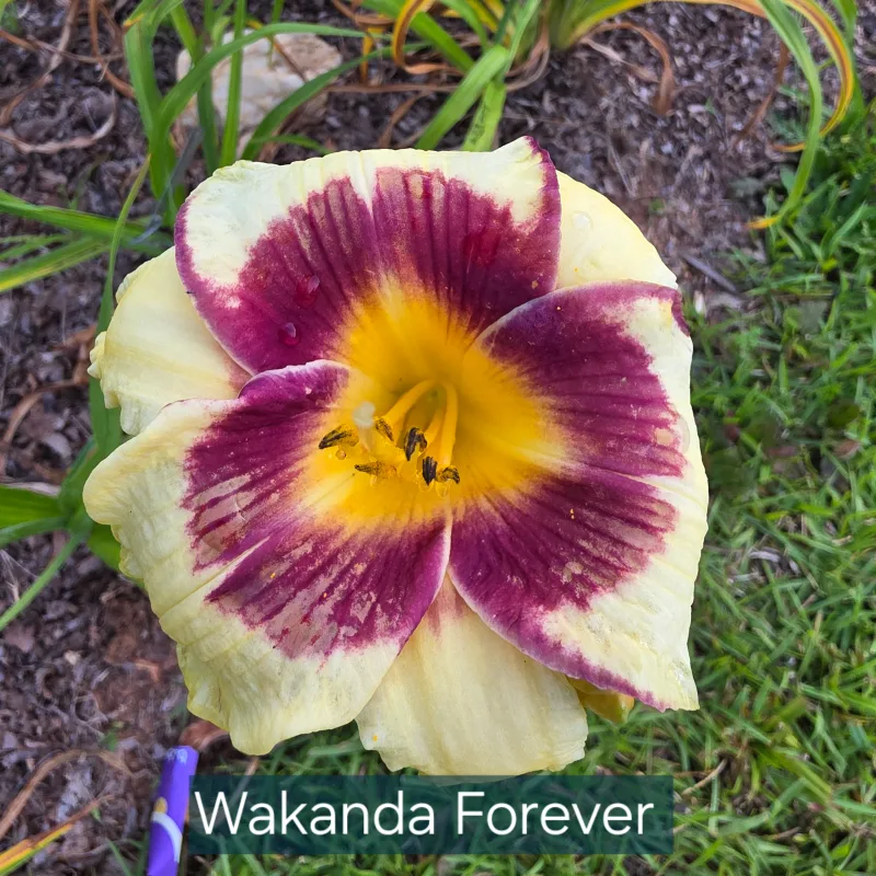 Wakanda Forever from PlantFancyGardens, LLC