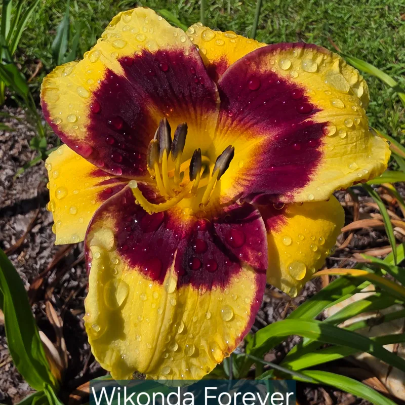 Wakanda Forever from PlantFancyGardens, LLC