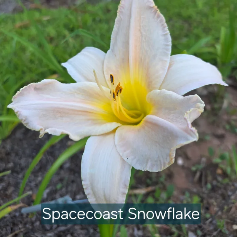 Spacecoast Snow Flake from PlantFancyGardens, LLC