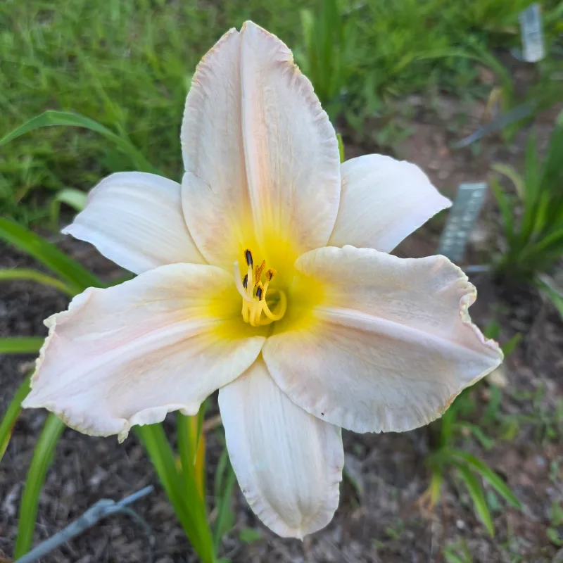Spacecoast Snow Flake from PlantFancyGardens, LLC