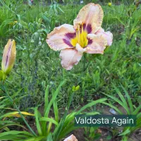 Valdosta Again catalog image