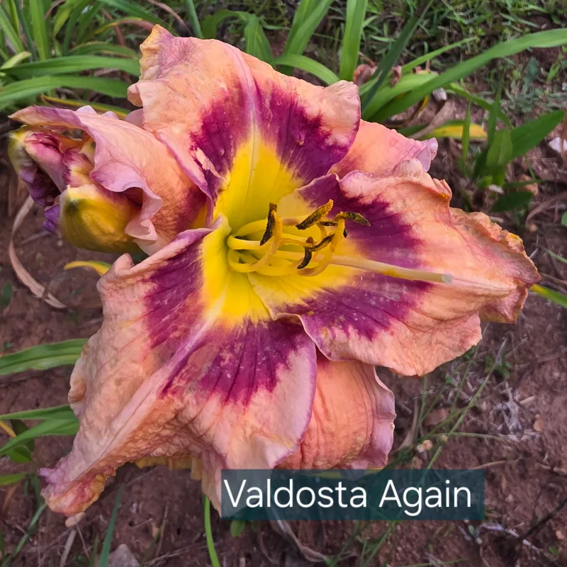 Valdosta Again from PlantFancyGardens, LLC