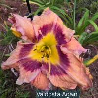 Valdosta Again catalog image