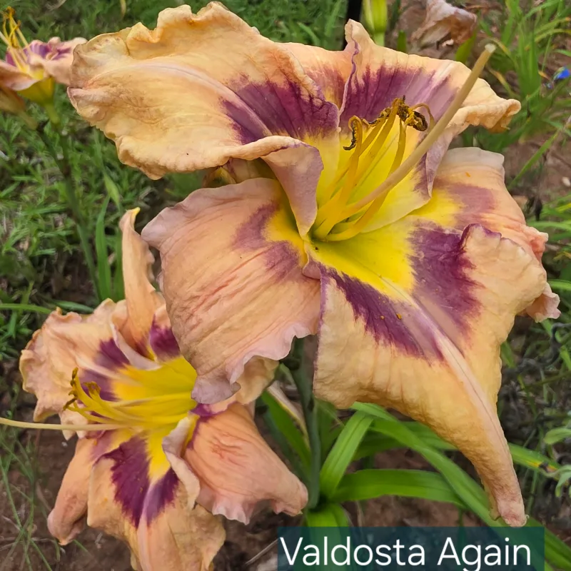 Valdosta Again from PlantFancyGardens, LLC