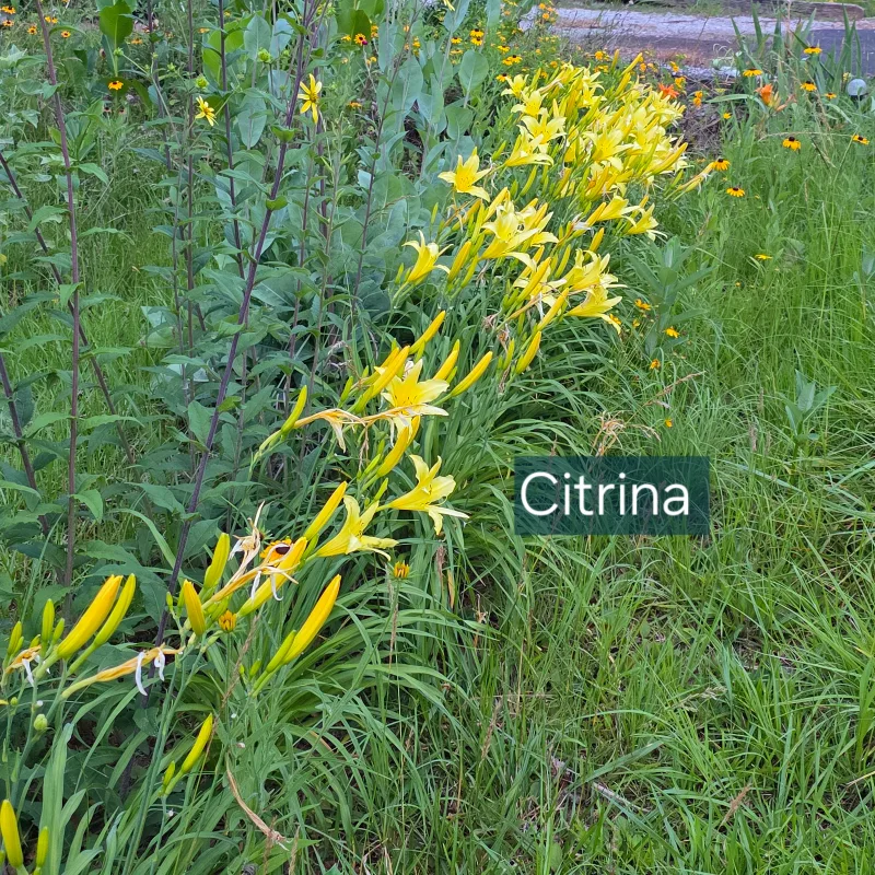 Citrina