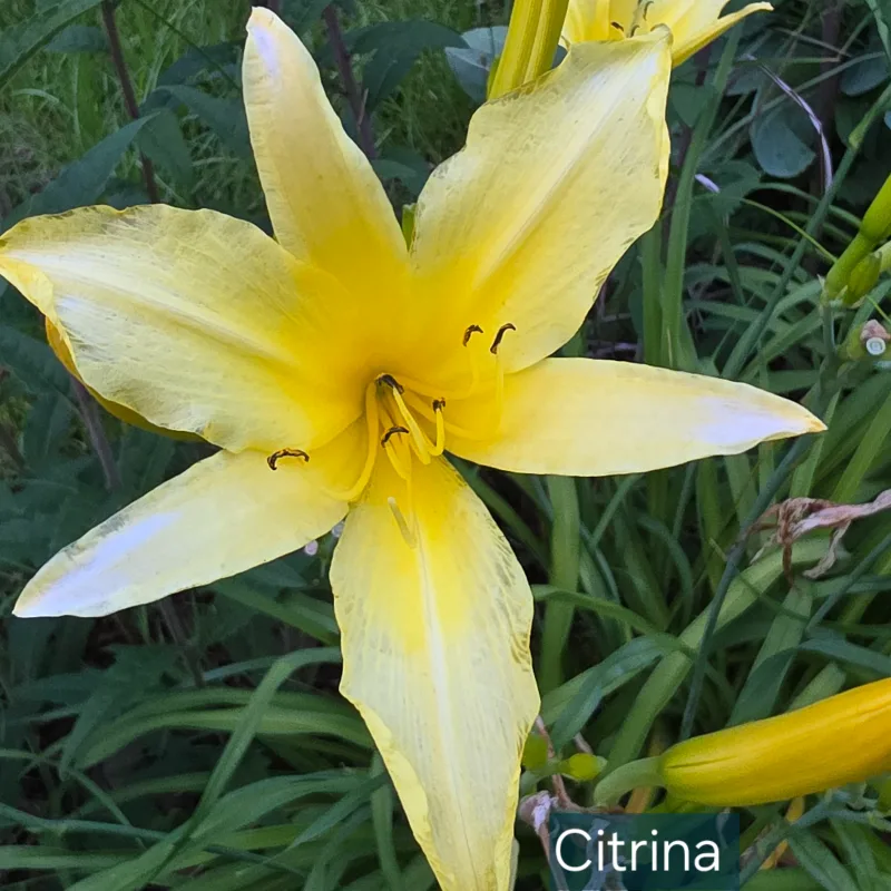 Citrina from PlantFancyGardens, LLC