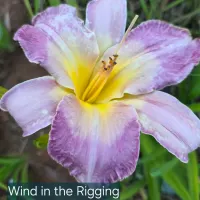Wind in the Rigging catalog image