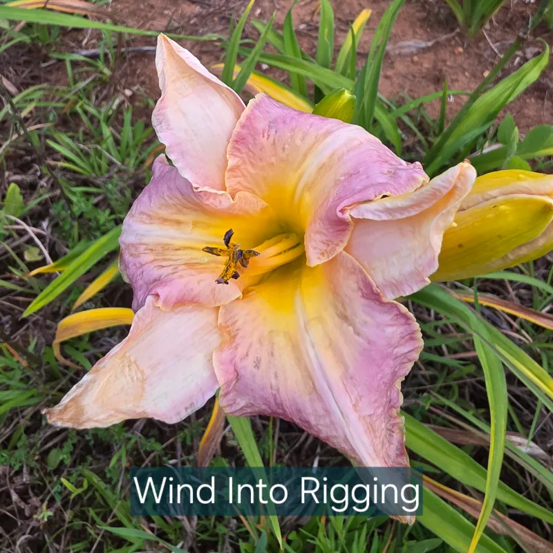 Wind in the Rigging from PlantFancyGardens, LLC