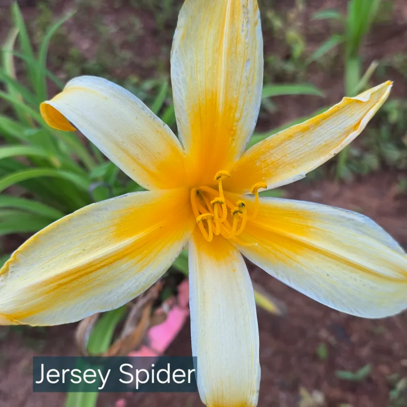 Jersey Spider