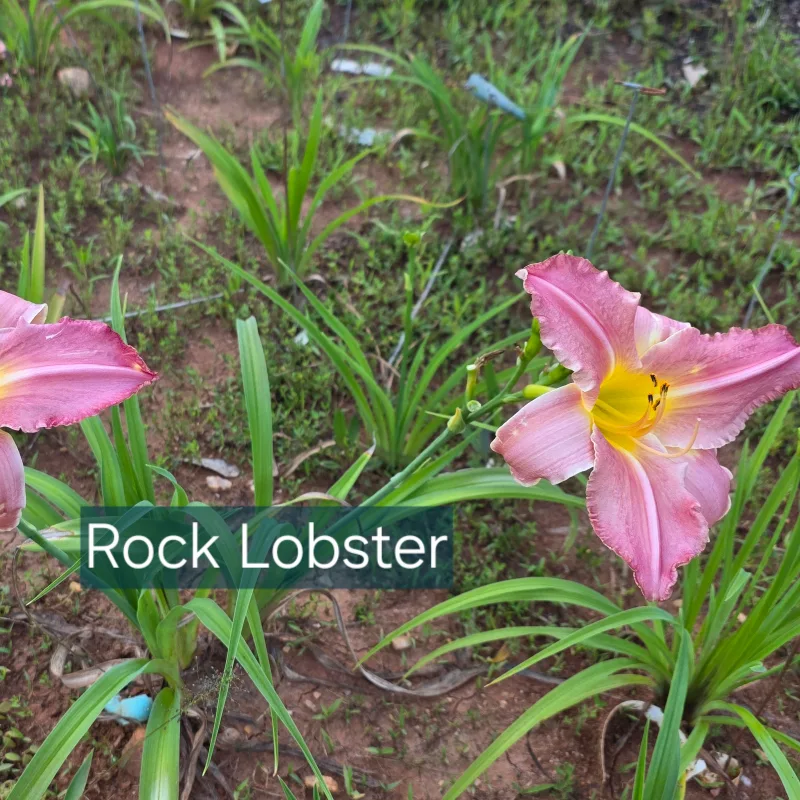 Rock Lobster from PlantFancyGardens, LLC