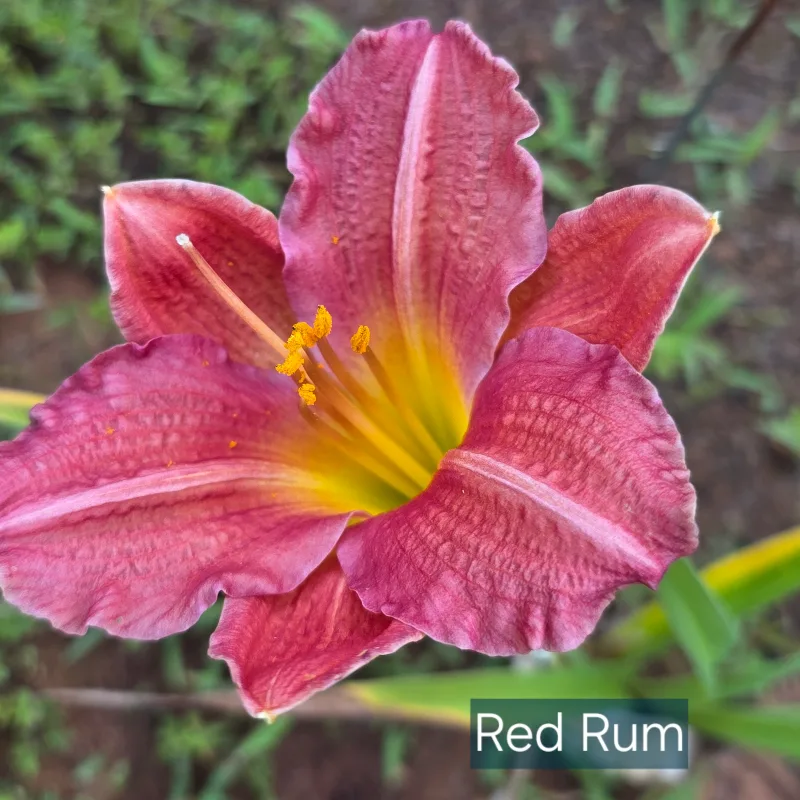Red Rum