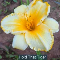 Hold That Tiger catalog image