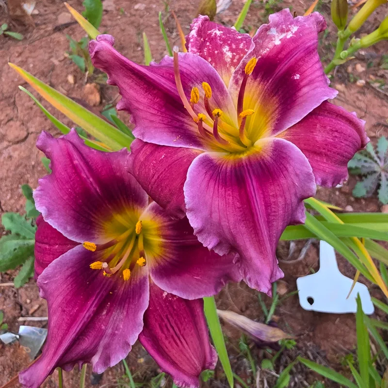 Burgundy Blush from PlantFancyGardens, LLC