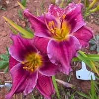 Burgundy Blush catalog image