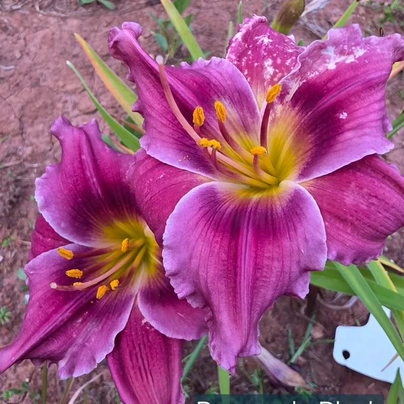 Burgundy Blush from PlantFancyGardens, LLC